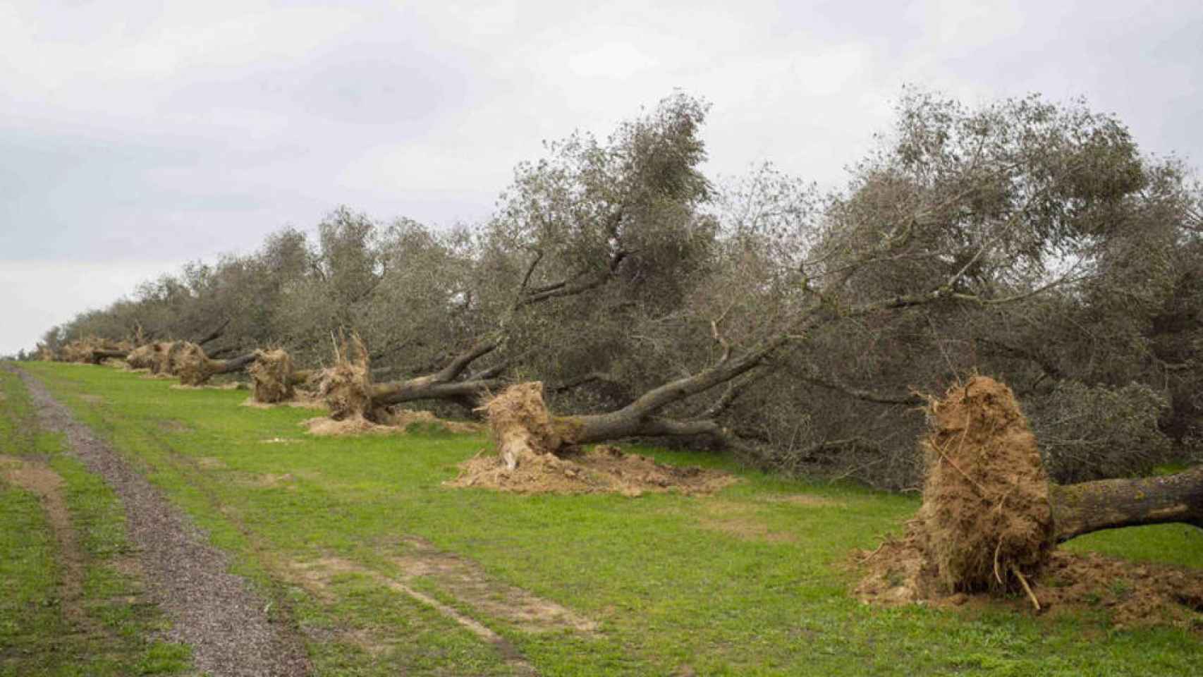 Varios olivos talados para evitar la propagación de la 'xylella fastidiosa' / EFE