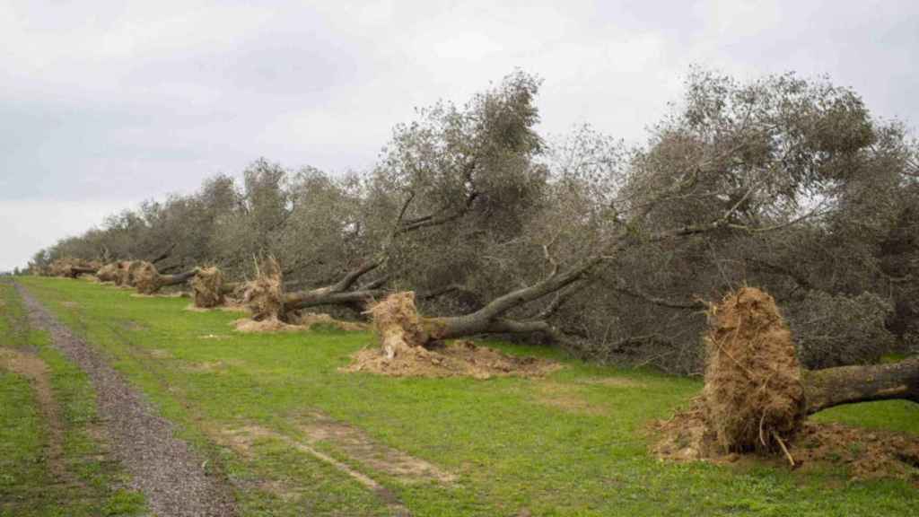 Varios olivos talados para evitar la propagación de la 'xylella fastidiosa' / EFE