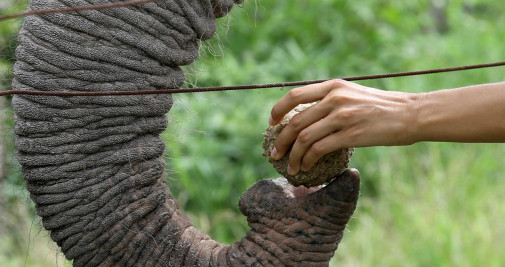 Un elefante en el centro de rescate Wildlife Friends Foundation de Tailandia / EFE