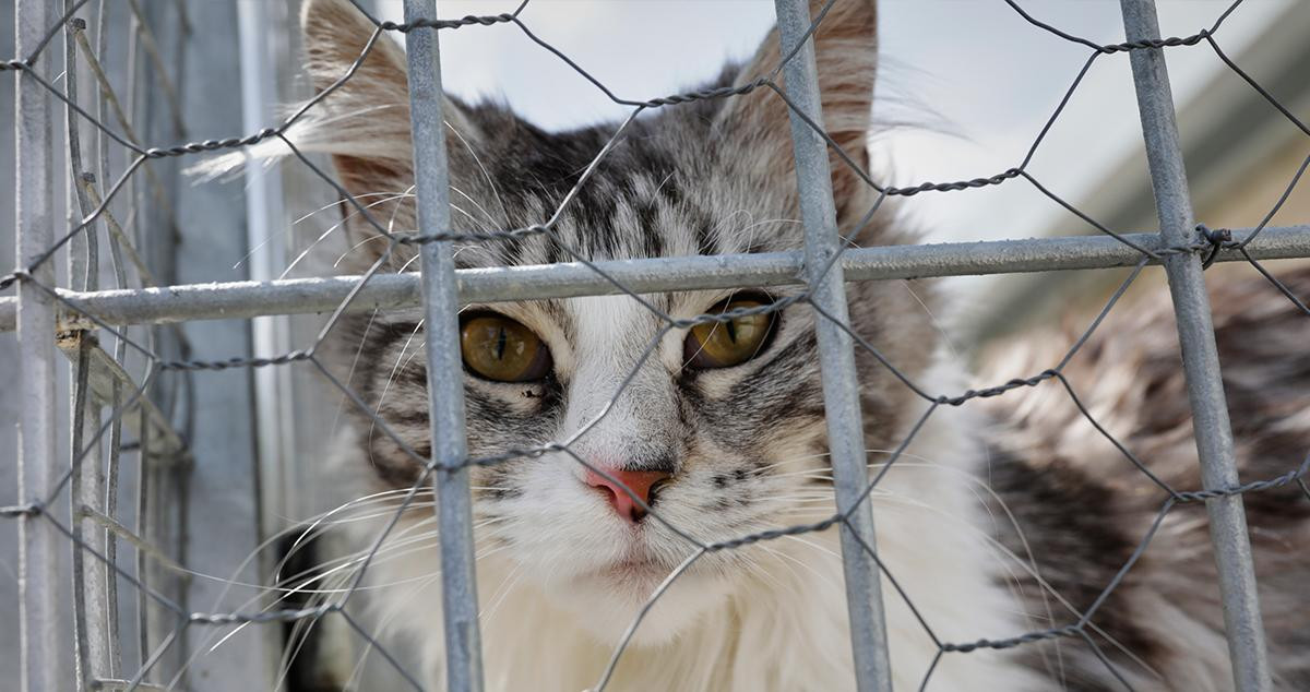 Un gato sin dueño mira a través de una verja / EUROPA PRESS