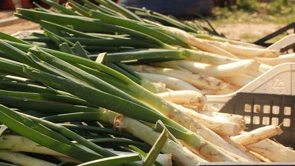 Calçots de Lleida en crudo / Nikoline_nik EN PIXABAY