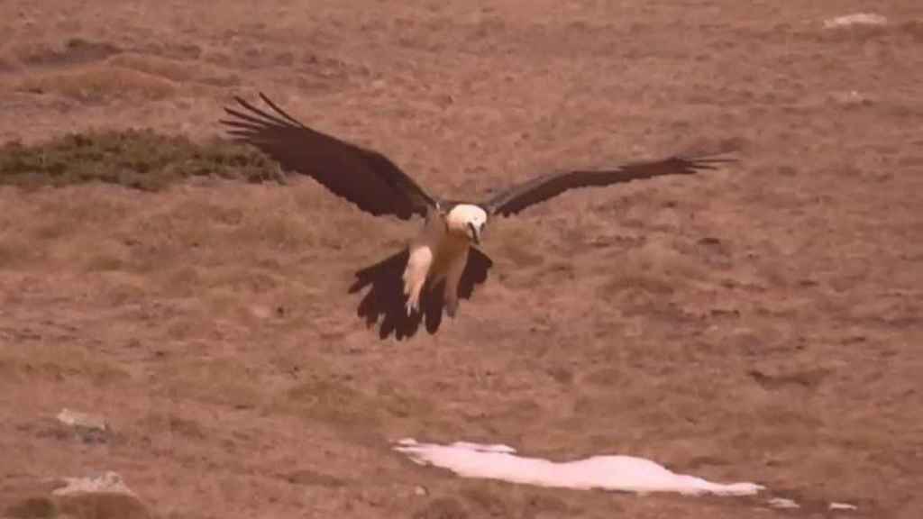 Foto de un quebrantahuesos acercándose al suelo / GENERALITAT