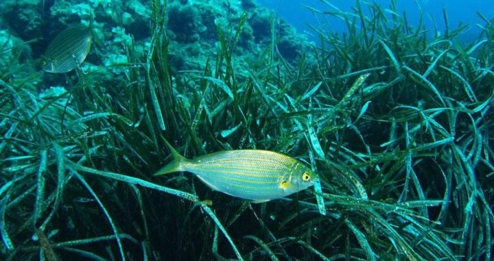 Un pez nada entre la posidonia / WIKIPEDIA