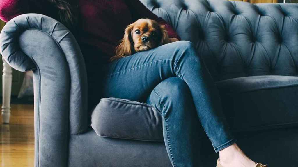 Mascota con su dueño en el sofá: ideal para ver series / PIXABAY