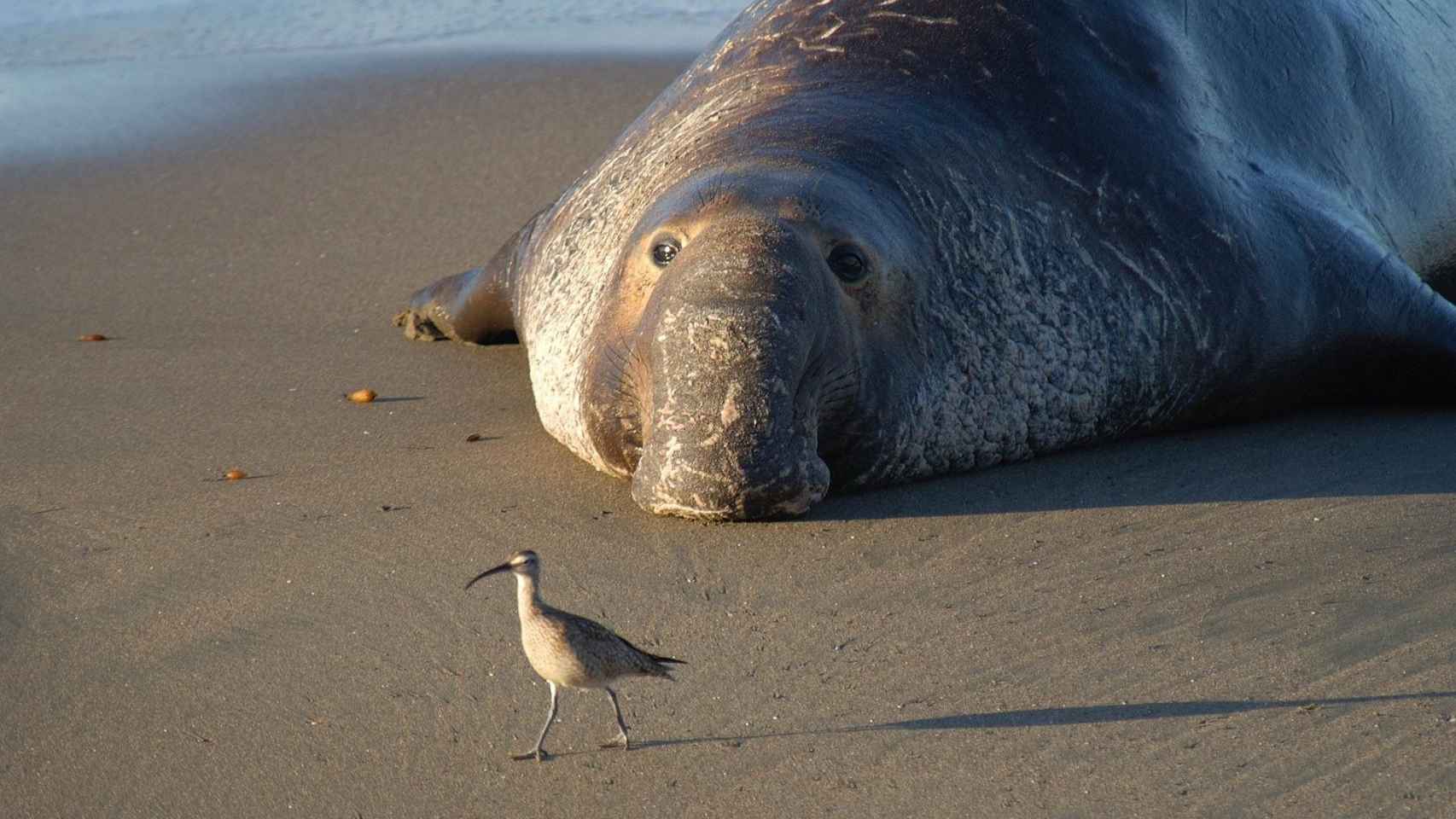 Un elefante marino tumbado en una playa / CG