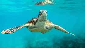 Tortuga mediterránea nadando en el mar / UNSPLASH