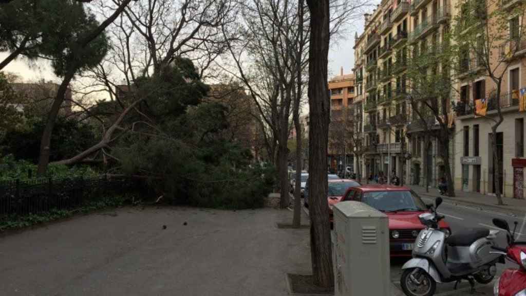 Un árbol obstruye el paso de los viandantes en la plaza Sagrada Familia tras caerse por las intensas lluvias del viernes / CG