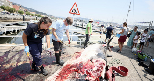 Técnicos de la Coordinadora para o Estudo dos Mamíferos Mariños junto al cadáver de una ballena en el puerto de Combarro, Galicia / EP