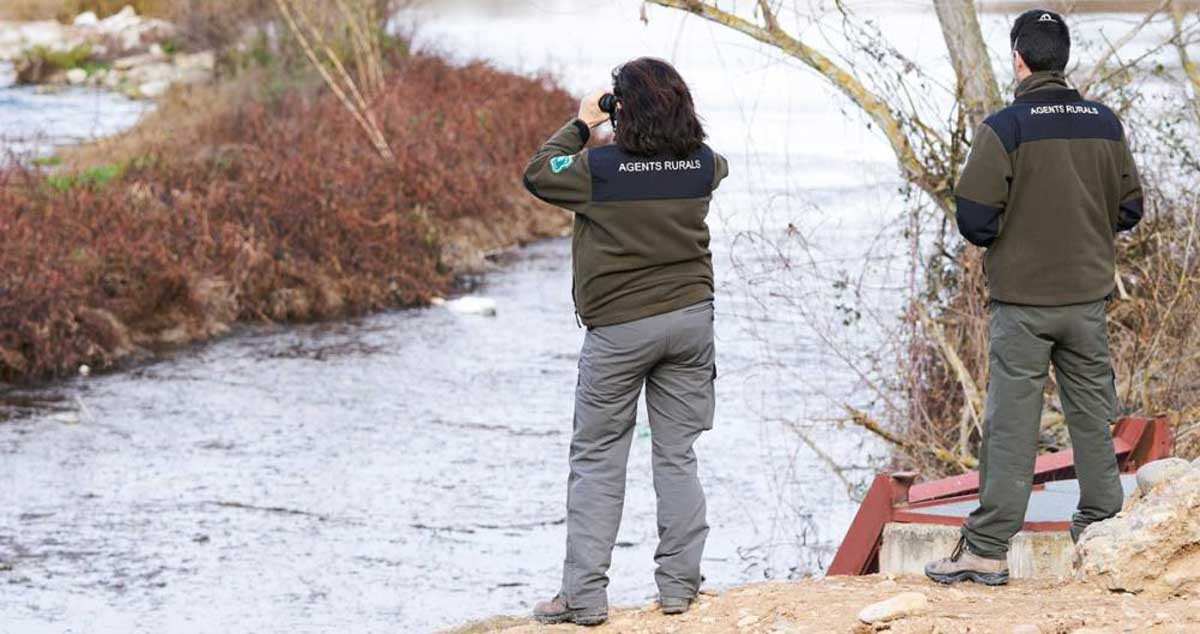 Agentes rurales inspeccionan la zona del río Segre para localizar aves muertas por gripe aviar / EFE