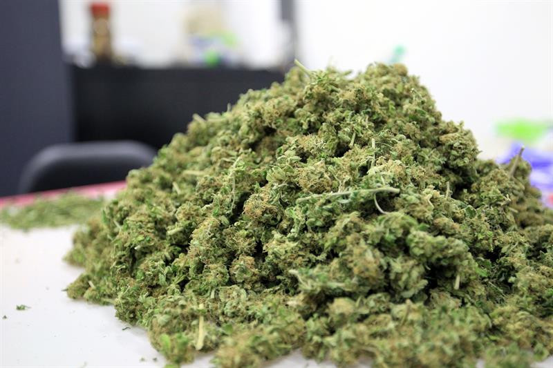 Imagen de flores de cannabis / EFE