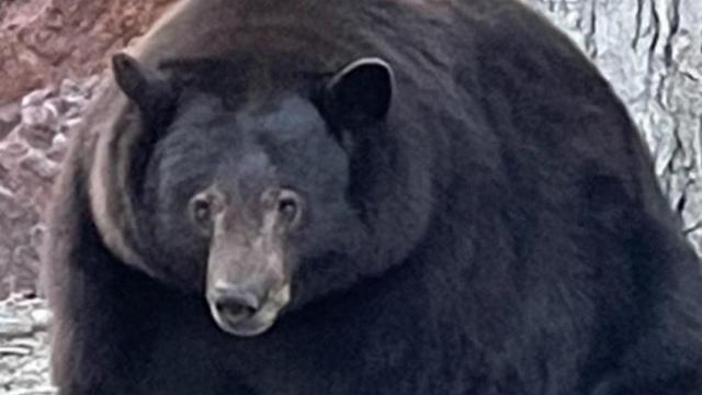 El oso Hank 'The Tank' REDES