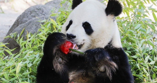 Un oso panda se deleita con un helado de sandía y bambú para refrescarse en el zoo de Madrid durante la ola de calor / EFE - Luis Millán