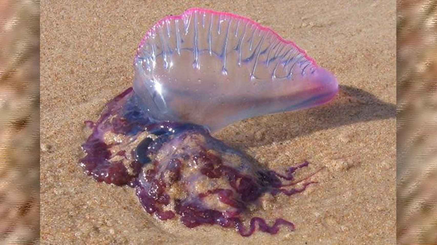 Una carabela portuguesa en una playa