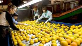 La brecha salarial aumenta. En la imagen, mujeres trabajando en una cooperativa agrícola de Gandía / EFE