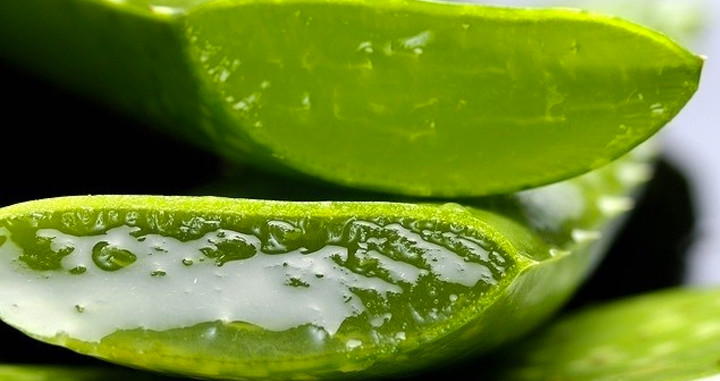 ALOE VERA