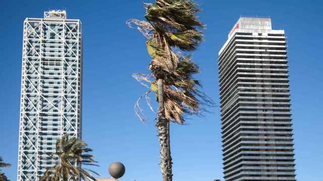 Una palmera se mueve a causa del temporal, a 17 de enero de 2023, en Barcelona, Cataluña (España) / Kike Rincón - EUROPA PRESS