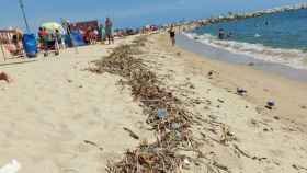 Los usuarios de la playa Nova Icària de Barcelona denuncian suciedad, ratas y jeringuillas / CEDIDA