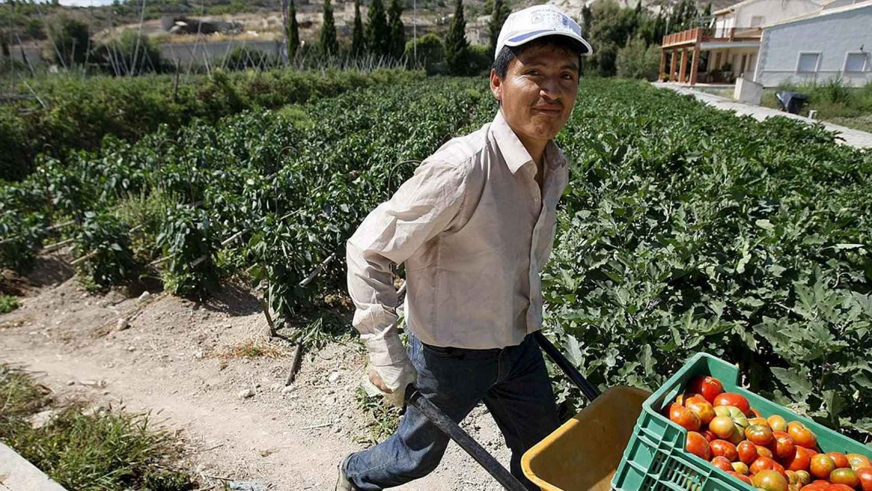 Un temporero realiza tareas agrícolas / EP