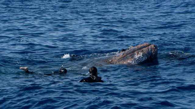 Los buzos, durante el rescate de la ballena /EFE