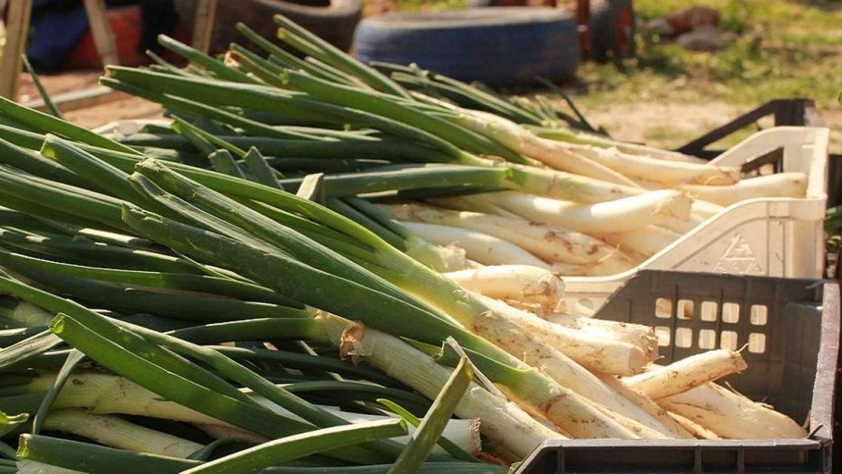 Calçots que se pueden comer en Madrid / PIXABAY