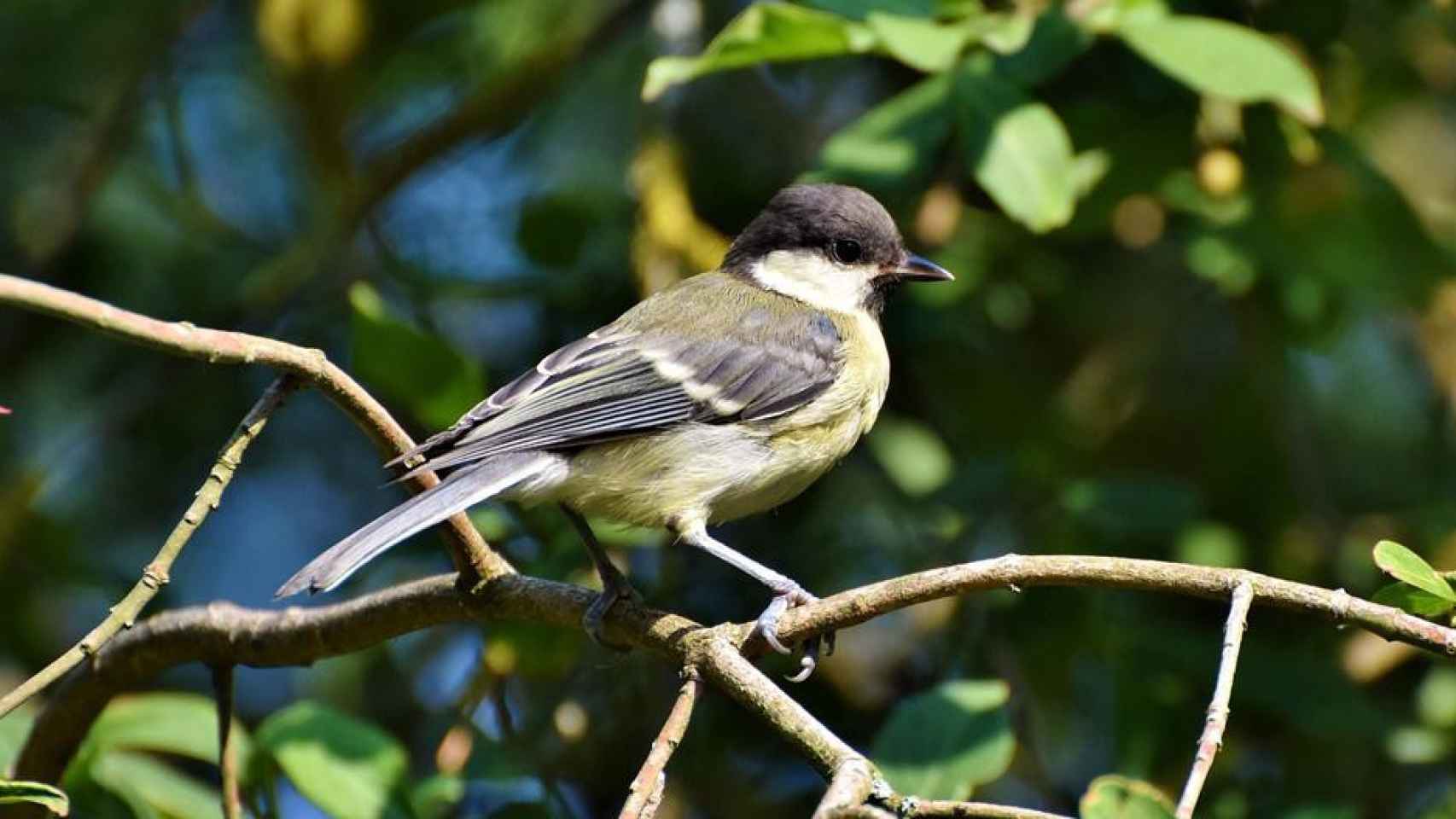 La población de aves como ejemplo de verde urbano / PIXABAY