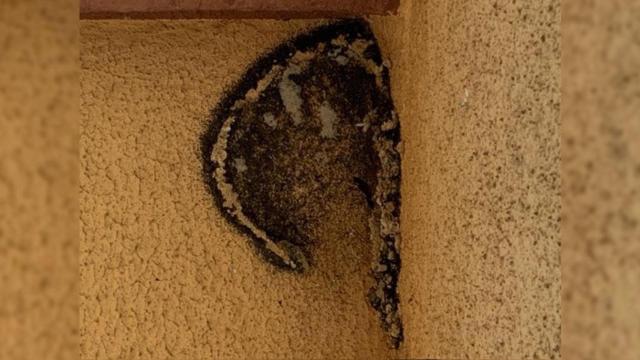 Nido de golondrinas destruido / MOSSOS