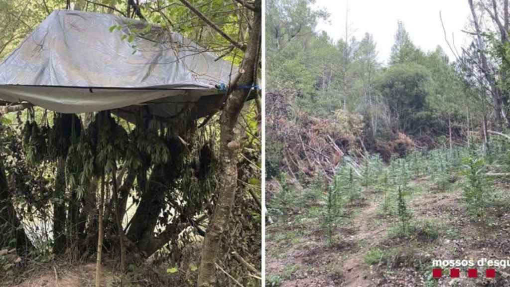 La plantación desmantelada en Olius / MOSSOS