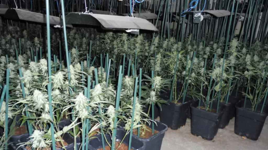 la plantación de marihuana descubierta en Torà (Lleida) / MOSSOS