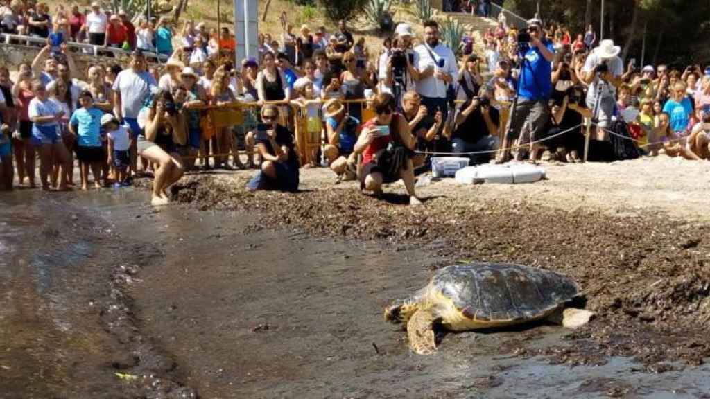 Una de las tortugas bobas devueltas al mar en L'Ametlla de Mar, Tarragona / GENERALITAT DE CATALUÑA