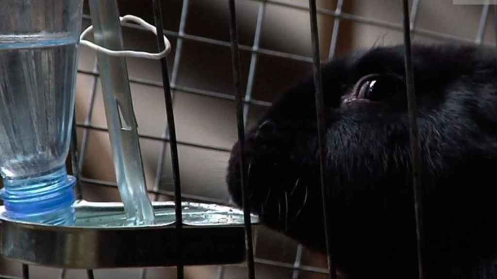 Un conejo de laboratorio, uno de los animales que más se ha usado para la experimentación en cosméticos / EUROPEAN PARLAMENT