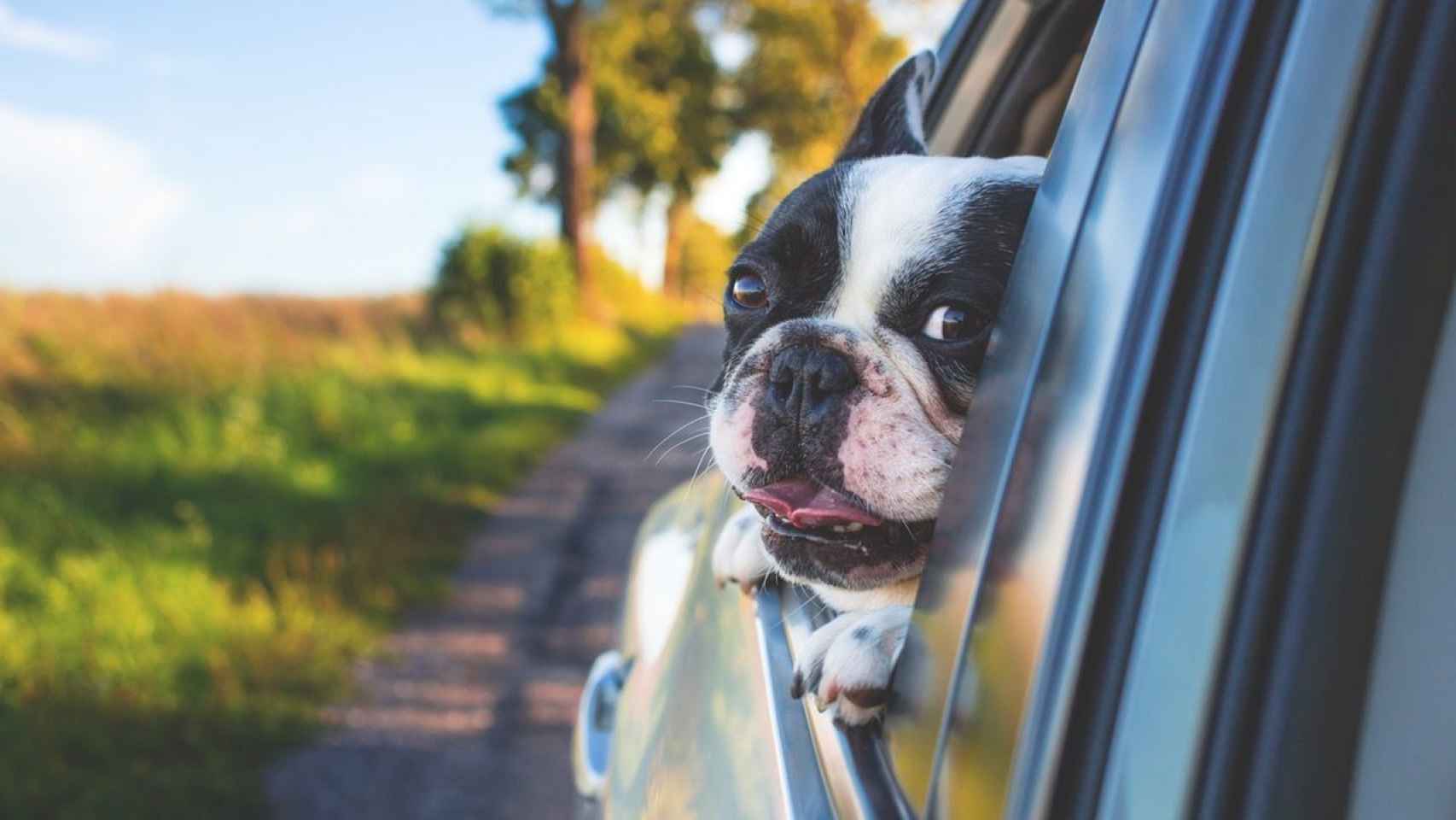 Claves para viajar en avión con tu mascota este verano