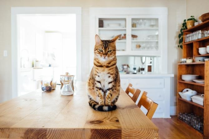 Un gato en su nuevo hogar tras ser adoptado con AdoptaMe / Paul Hanaoka en UNSPLASH