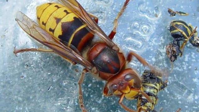 Una avispa asiática devorando a otra menor