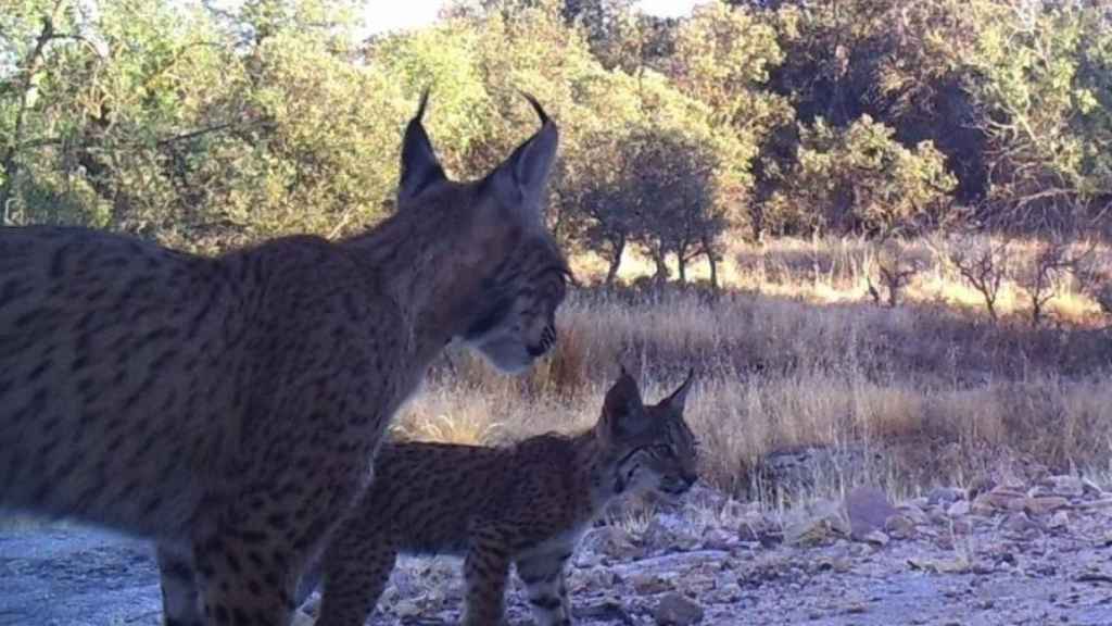 Foto de dos linces ibéricos / EUROPA PRESS