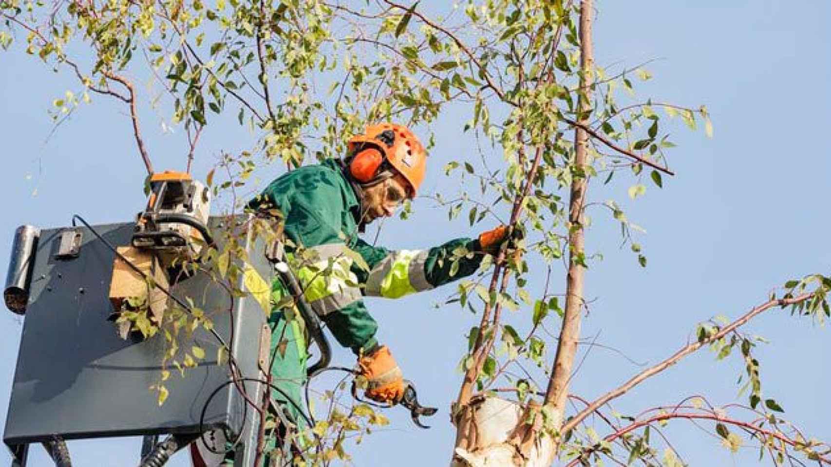 Un trabajador de Parques y Jardines de Barcelona trabaja en la poda de árboles / CG