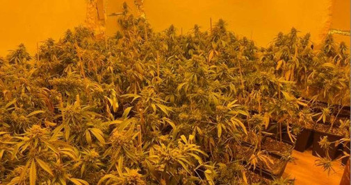 La plantación de marihuana desmantelada por los Mossos en Abrera / MOSSOS