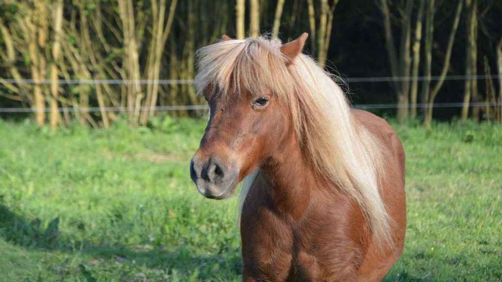 Un poni en un campo