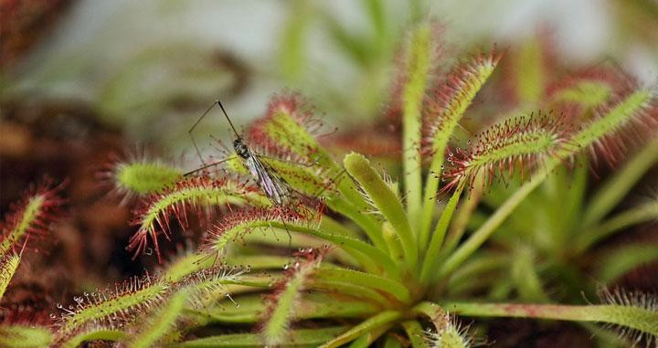 Planta carnívora con un mosquito atrapado / CG