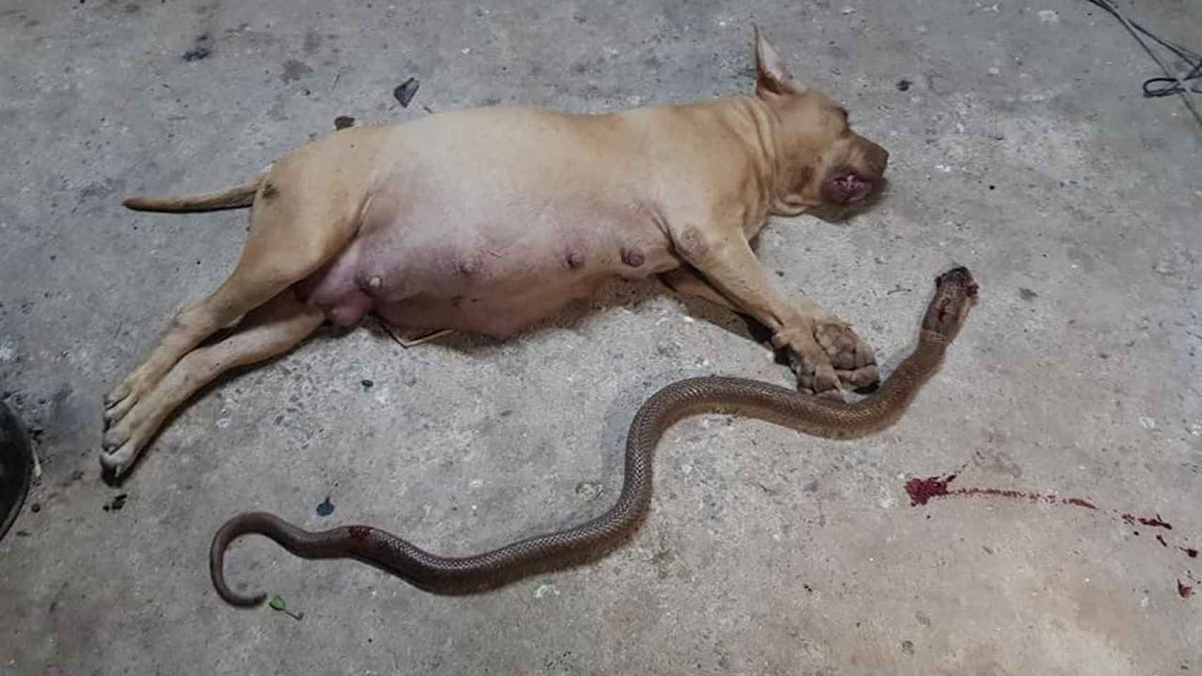 Nong Horm, la pitbull embarazada que dio la vida por sus dueños / FACEBOOK