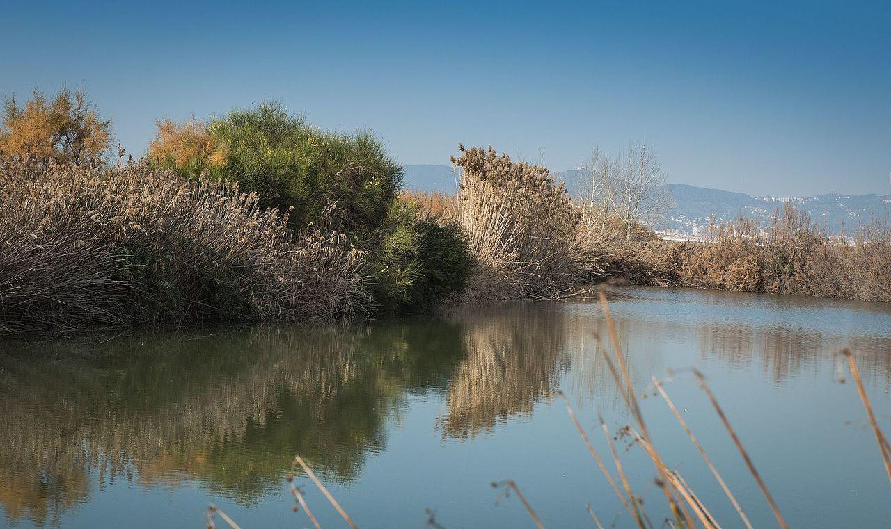 Delta del Llobregat / DAMAQU - CREATIVE COMMONS