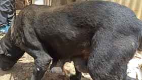 Uno de los perros, víctima de maltrato, que ha localizado la Guardia Civil en una finca de Santa Coloma de Farners, Girona / GUARDIA CIVIL