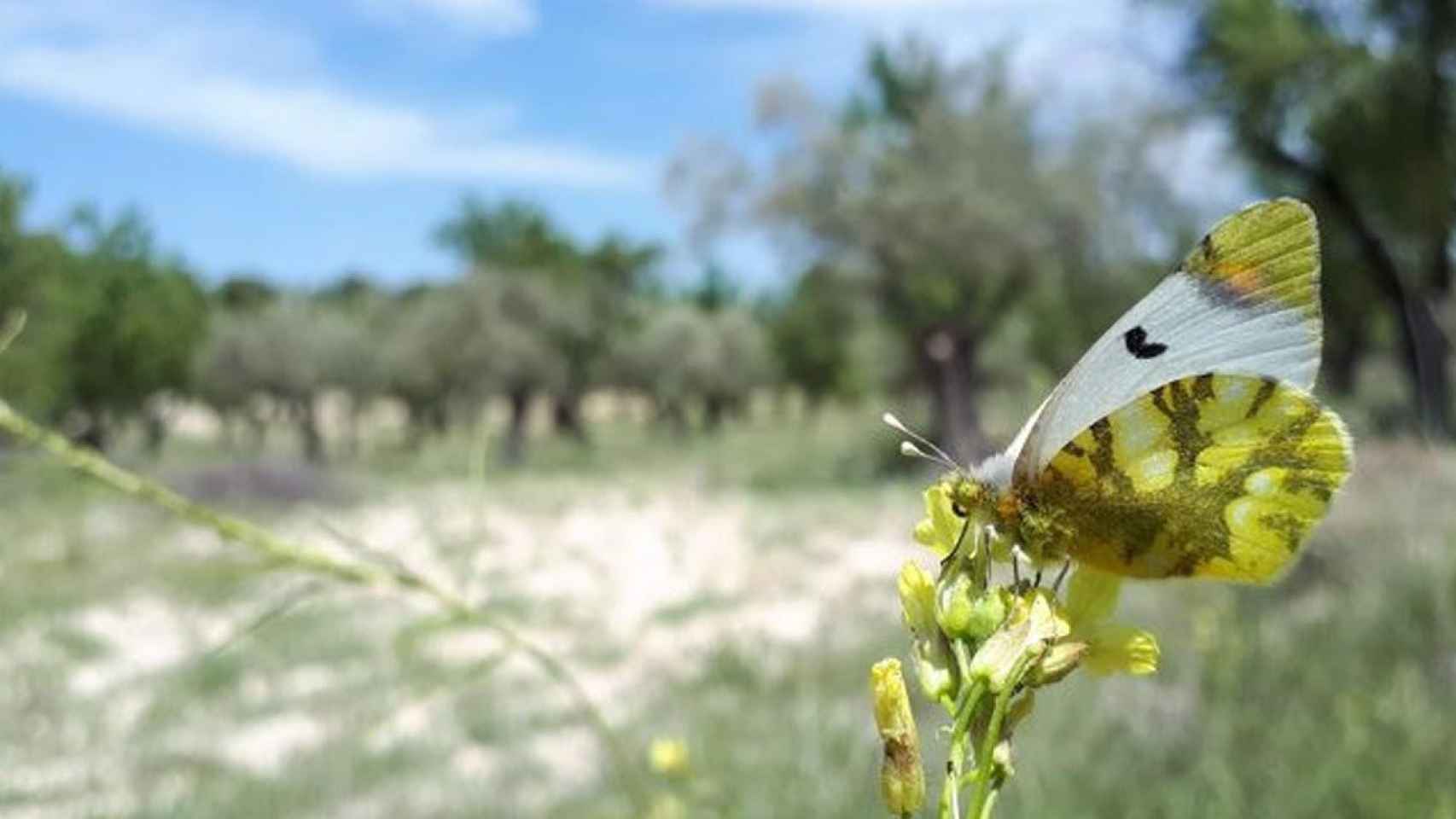 Ejemplar de 'Zegrí eupheme', la mariposa que hacía 14 años que no se veía / EP