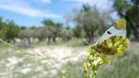 Ejemplar de 'Zegrí eupheme', la mariposa que hacía 14 años que no se veía / EP