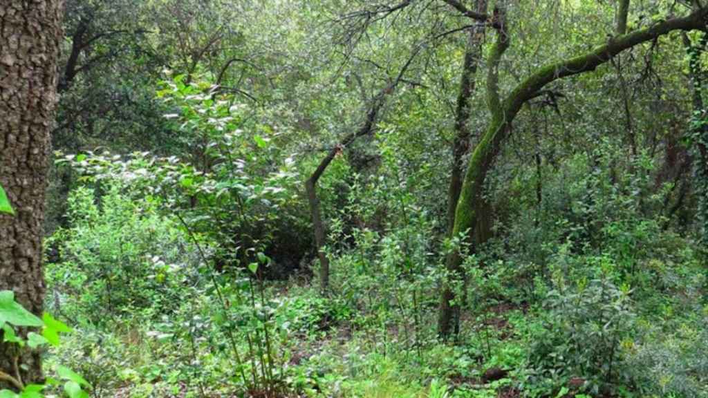 Paraje del Parque de Collserola / PARQUE DE COLLSEROLA