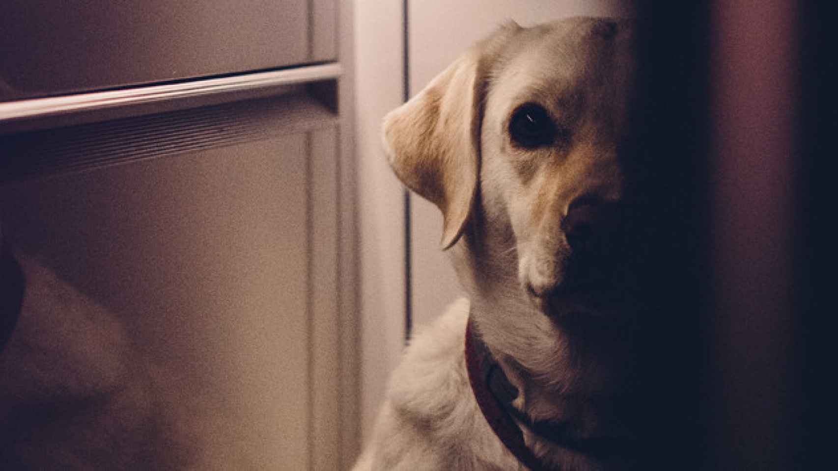 Imagen de un perro, escondido tras una pared / CG