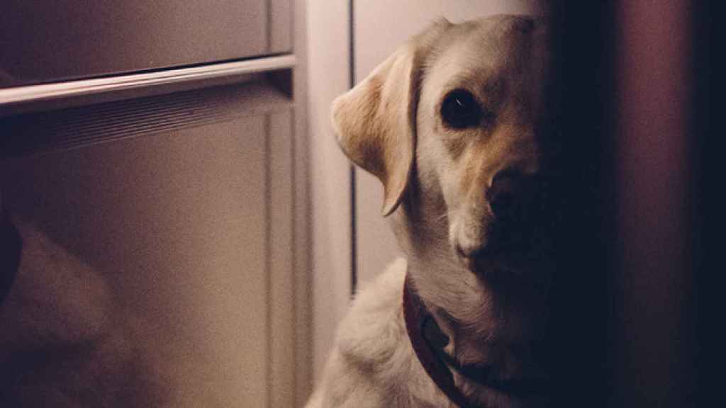 Imagen de un perro, escondido tras una pared / CG