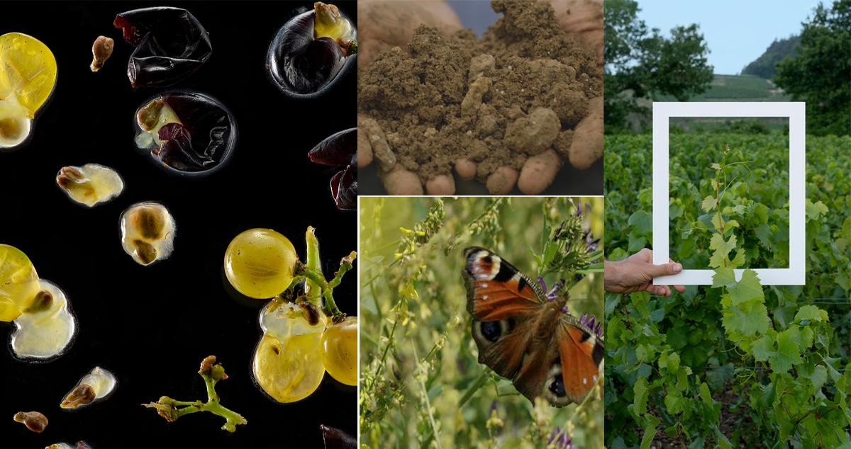 Imágenes de los viñedos dónde se produce el Cristal Rosé de Louis Roederer / LOUIS ROEDERER