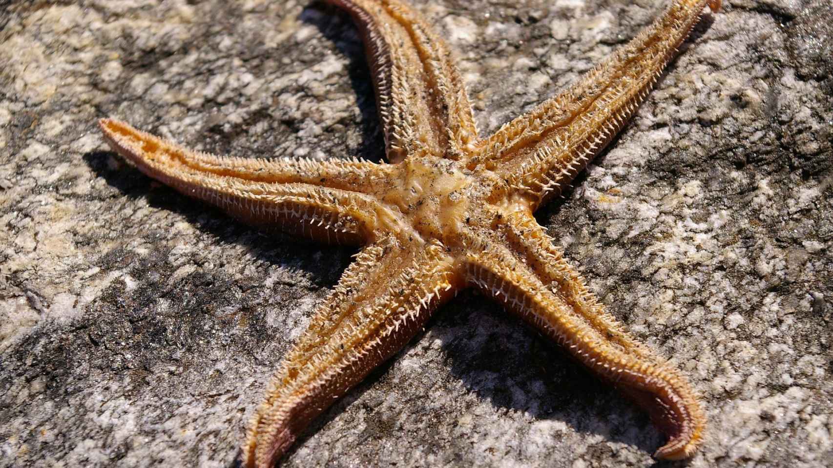 Estrella de mar / PIXABAY