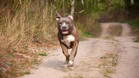 La perra parecida a un pitbull, al igual que la que fue acuchillada / CG