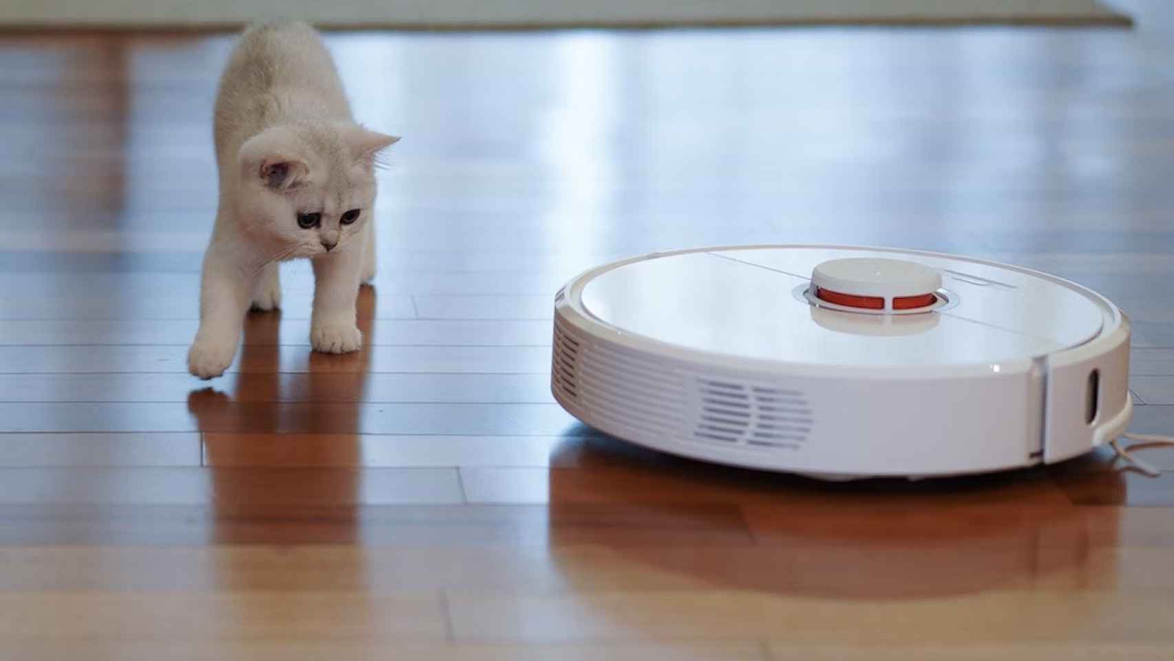 Mascota junto a un robot aspirador